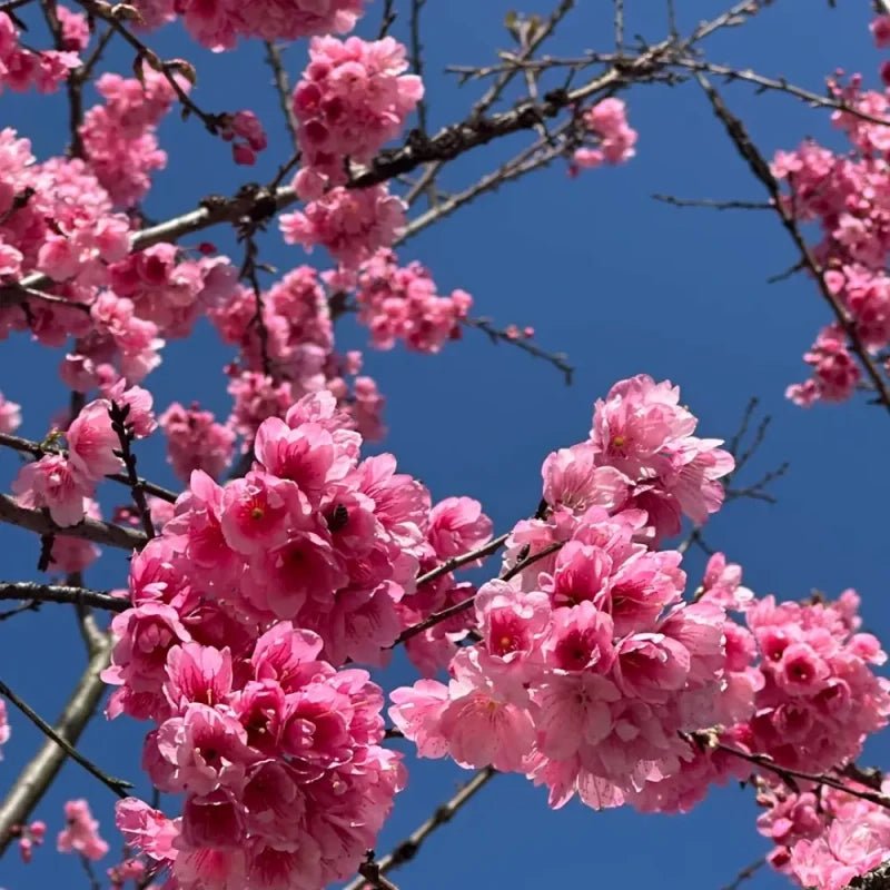 Yunnan Early Flowering Cherry Seeds - Verdseeds